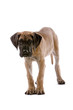 great dane puppy dog looking at camera great dane puppy dog looking at camera