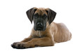 great dane puppy dog great dane puppy dog