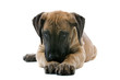 puppy of a great dane lying on the floor puppy of a great dane lying on the floor