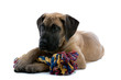 great dane puppy dog hugging a toy great dane puppy dog hugging a toy
