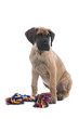 puppy of a great dane and his toy puppy of a great dane and his toy