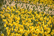 Field of Yellow and White Daffodils