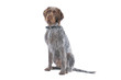 German Wirehaired Pointer dog
