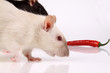Scharfe Ratten