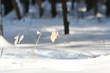 winter plant