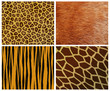 set of fur backgrounds