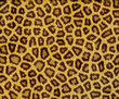 excellent hepard fur