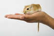 Photo: gerbill on hand gerbill on hand