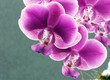 Orchids