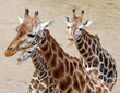 giraffes