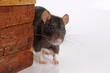 Erstaunte Ratte