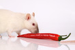 Chili con Maus