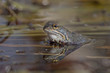 Moorfrosch Weibchen (Rana arvalis)