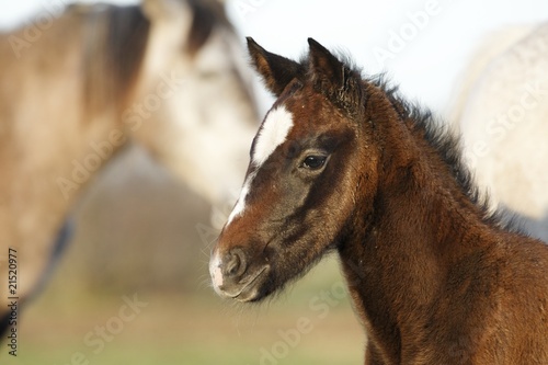 Photo: cheval cheval