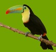 south american toucan colorful bird south american toucan colorful bird