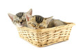 Kittens in wicker basket