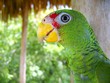 cotorra parrot green from Central America cotorra parrot green from Central America
