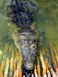 crocodile cayman in lake central America crocodile cayman in lake central America