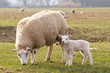 Schafe auf grüner Wiese