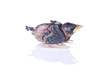 brood sparrow