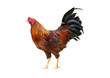 rooster