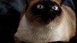 Cat on a dark background