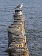 Buhnen bei Ahrenshoop 02 (Darß, Mecklenburg-Vorpommern)