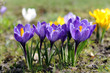 Krokus_d0957