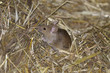 house mouse, musculus domesticus