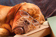 sleeping dog