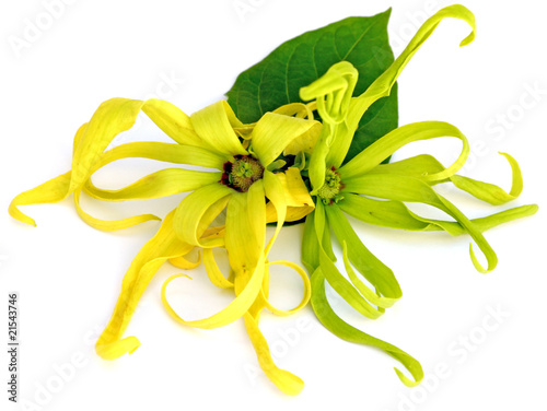 Photo: fleurs d'ylang-ylang fleurs d'ylang-ylang