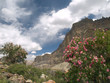 Flowers blossom in mountains, India Flowers blossom in mountains, India