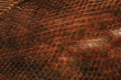 Fossile Fischschuppen