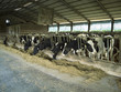 Cattle farm stable