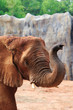 Elephant in action