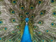 1. peacock    2. peafowl