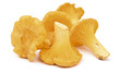 Group_of_chanterelles