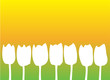Weiße Tulpen