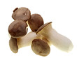 kräuterseitlinge