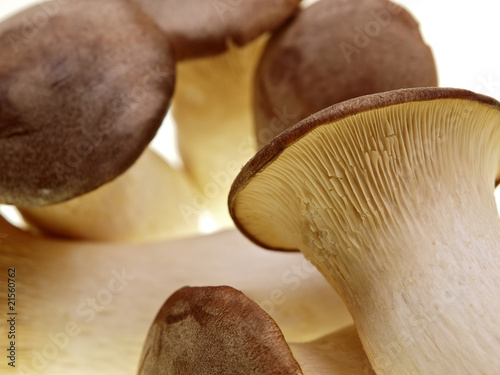 Foto: kräuterseitlinge kräuterseitlinge