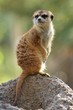 Lone Meerkat Lone Meerkat