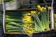 yellow flowers. Flower`s shop. Daffodil. Spring time