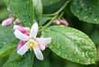 fleur citronnier
