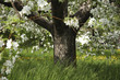 Apfelblüte im Frühling