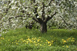 Apfelbäume im Frühling