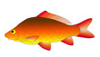 abstract colorful fish abstract colorful fish