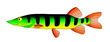 colorful fish colorful fish