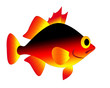beautiful colorful fish beautiful colorful fish