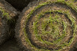 grass turf