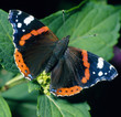 Schmetterling_114245